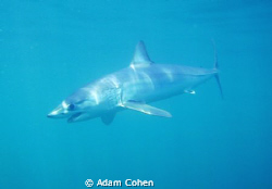Full body Mako portrait in rare blue waters off Long Isla... by Adam Cohen 